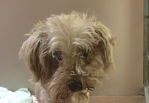 Owners Request That Their Dog Be Put Down Because Of Bad Breath