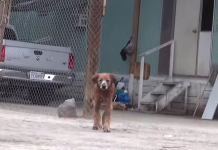 Stray Dog Found At The Border Needed A Lot More Than Food In His Life