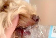 Vet Issues Warning After A Plastic Bottle Gets Stuck In Dog’s Mouth