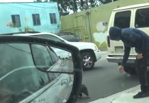 Rescuers Happen To See A Man Trying To Pet A Matted Dog And Ask If It’s His