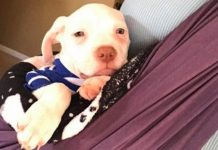 Lonely Pup Finds Comfort In Foster Mom’s Beating Heart And Stops Crying
