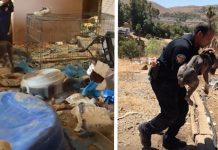 27 Dogs Get A Second Chance At Life After Neighbors Report A Bad Smell