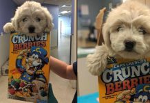 Someone Dropped A Dog Off At The Shelter In A Cereal Box For A Carrier