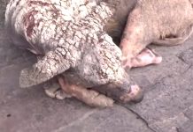 Her Skin Was Basically Cracked Stone, And She Needed Someone More Than Ever