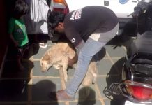 Stray Dog With A Severe Burn Was So Sweet Despite Her Pain