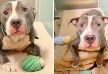 Family Abandons Pit Bull At Shelter Because He’s No Longer Worthy Of Their Love