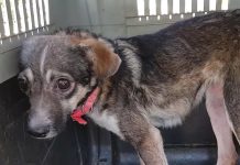 Dog Scared Of Men Was About To Be Treated And Released On The Streets