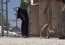 Rescuers Want To Help Stray In Schoolyard, But She Puts Up A Fight For Her Life