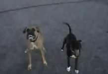 Officer Uses Training To Gently Coax Two Vicious Dogs Into His Vehicle