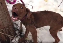 Abandoned Puppy Shivering In The Cold Cries Out In Fear As Rescuer Approaches