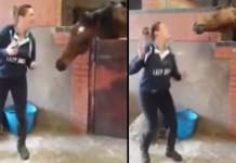 Woman Starts Dancing To A Song, Then Her Horse Decides It’s His Turn
