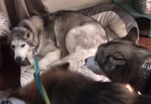 Stubborn Husky Has To Be Convinced By Other Dogs To Go On A Walk
