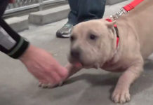 Abused Pit Bull Takes Her Freedom Walk Out Of The Shelter