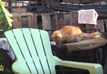 A Cat With No Ears And No Teeth Was Found Taking Refuge At A Stranger’s House