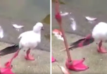 Baby Flamingo Goes Through The Process Of Learning To Stand On One Leg