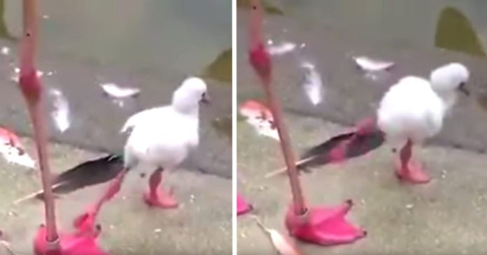 baby-flamingo-learning