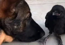 Crow Flies Into Backyard And Befriends Family’s Playful Dog