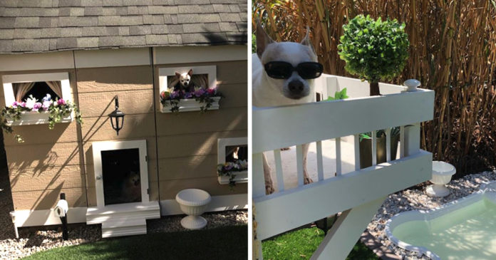 backyard-dog-mansion