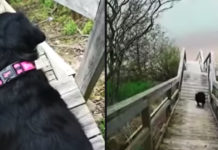 Black Labrador Gears Up For A Jump Off The Staircase And Splash Into The Ocean