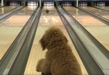 Girl Teaches Her Dog To Bowl, And Now He’s A Star At Their Local Bowling Alley