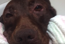 Stray Found Living On The Porch Of An Empty House Gets Bathed For The Very First Time