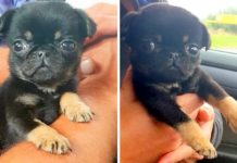 A 5-Week-Old Puppy Is Found Crying In A Bag While Covered In Worms