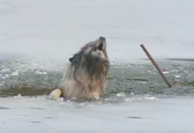 Family Hears Barking And Looks Outside To See Their Dog In The Icy Water