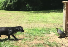 Dog Taken From Neglectful Family Arrives To Place He Can Truly Call Home