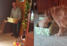 Grieving Golden Gets What He Wants For Christmas, And He’s Beside Himself