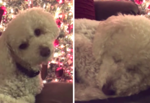 Dog’s Relaxing In Front Of The Tree When Mom Starts Singing His Favorite Christmas Song