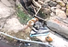 Tiny Pup Lay Unable To Move Near A Drain, But Today Her Hero Shows Up