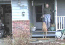 Every Day, A Man Takes His Dog On A Walk That Can Only Be Described As Special