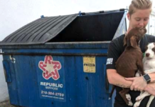 Puppies Thrown Away With Trash In A Dumpster Are So Happy To Be Rescued