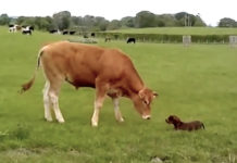 Dachshund Sees A Cow For The First Time, Cow Goes In For A Kiss