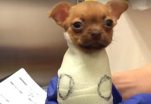 Puppy Abandoned At Birth Arrives At Adoption Day After Learning To Walk
