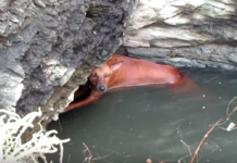 Exhausted Dog Found Clinging To The Side Of A Deep Well Is All Smiles Now