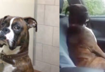 Dad Goes To Pick His Dog Up From The Vet, And The Boxer Is Upset
