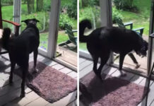 Dog Sees Bird Trapped On The Porch, Gently Catches And Releases It