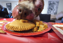 Abused And Neglected Dog Has First Thanksgiving And Invites All Of His Friends