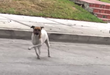 Dog Runs For 30 Blocks On Broken Leg Before Rescuers Catch Up To Him