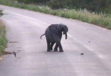 Baby Elephant Stops In The Middle Of The Road To Play With Some Birds