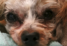 Abused And Neglected Dog Runs Away From Home, Finds Life Of Love