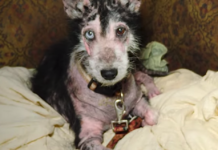 Sweet, Neglected Dog Ends Up So Beautiful In The Right Hands