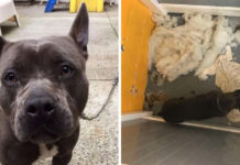 Man Takes His Dog To The Groomer And Never Returns For Her