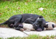 Stray Dog Snuggling With Toy Shines A Light On The Big Problem In Houston