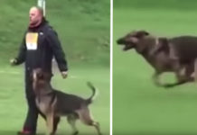 German Shepherd Hits The Brakes On Command And Stops On A Dime