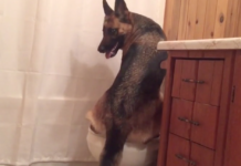 German Shepherd Goes Into Bathroom, Gives New Meaning To Being Housebroken