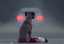 Short Film’s Unique And Powerful Statement On Pet Abandonment Really Hits Home