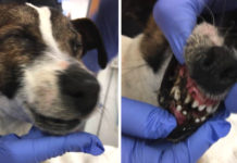 Dog Abandoned On The Road With Her Eyes And Mouth Glued Shut