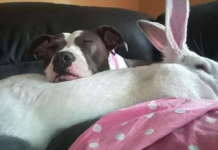 Pit Bull Rescued From Dogfighting Finds Love And Comfort In A Giant Bunny